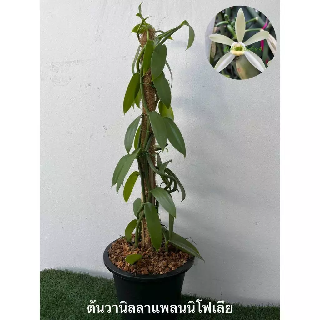ต้นวานิลลาแพลนนิโฟเลีย กระถาง 10 นิ้ว สูง 90 ซม มี 3 เถา (สั่งได้ไม่เกิน 1 กระถาง ต่อ 1 ออเดอร์นะคะ)