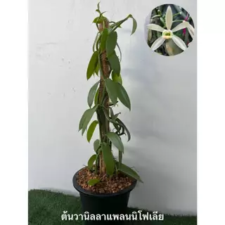 ต้นวานิลลาแพลนนิโฟเลีย กระถาง 10 นิ้ว สูง 90 ซม มี 3 เถา (สั่งได้ไม่เกิน 1 กระถาง ต่อ 1 ออเดอร์นะคะ)