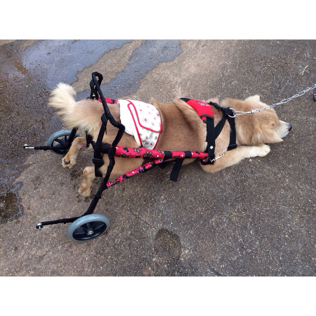 วีลแชร์สุนัข ชนิด 2 ล้อ โครงสแตนเลส ขนาดไซส์ L wheelchair for dog **ติดต่อร้านค้าก่อนสั่งซื้อ** โดยสัตวแพทย์