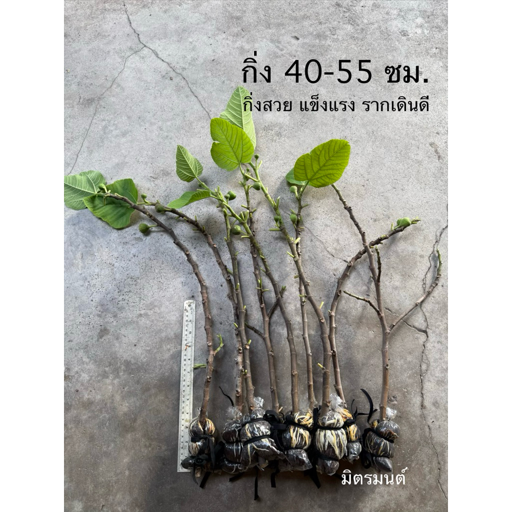 พร้อมส่ง กิ่งในรูป ขอคนรับจริงเท่านั้นค่ะ‼️🪴กิ่งตอน มะเดื่อฝรั่ง fig อิรักกี้ Iraqi กิ่งตามรูป ราคา/1 กิ่ง