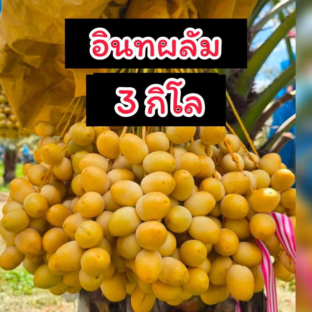 อินทผลัมสายพันธุ์บาฮี เซต 3 กิโล