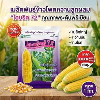เมล็ดพันธุ์ข้าวโพดหวาน ไฮบริกซ์ 72 ขนาด 1 กก. ข้าวโพดหวานลูกผสม ฝักใหญ่ หวานนุ่ม เมล็ดพันธุ์ตราแปซิฟิก (15/8/69)