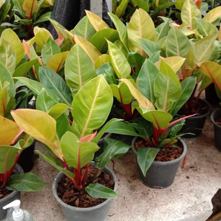 🌿 กุมารแดงเรียกทรัพย์ 🌿 กระถาง 8 นิ้ว