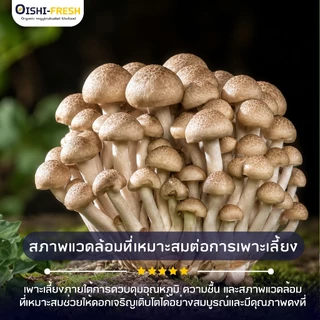 🛒Oishi-Fresh 🍄‍เห็ดชิเมจิดำ ปลอดสารพิษ 1 แพ็ค รสชาติกรอบ สด ใหม่ ใยอาหารสูง หวานออร์แกนิค เคลมได้ 1-2 วัน