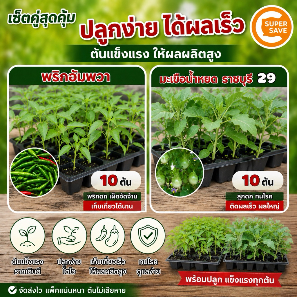 พริกชี้ฟ้า 10 ต้น+มะเขือน้ำหยด 10 ต้น