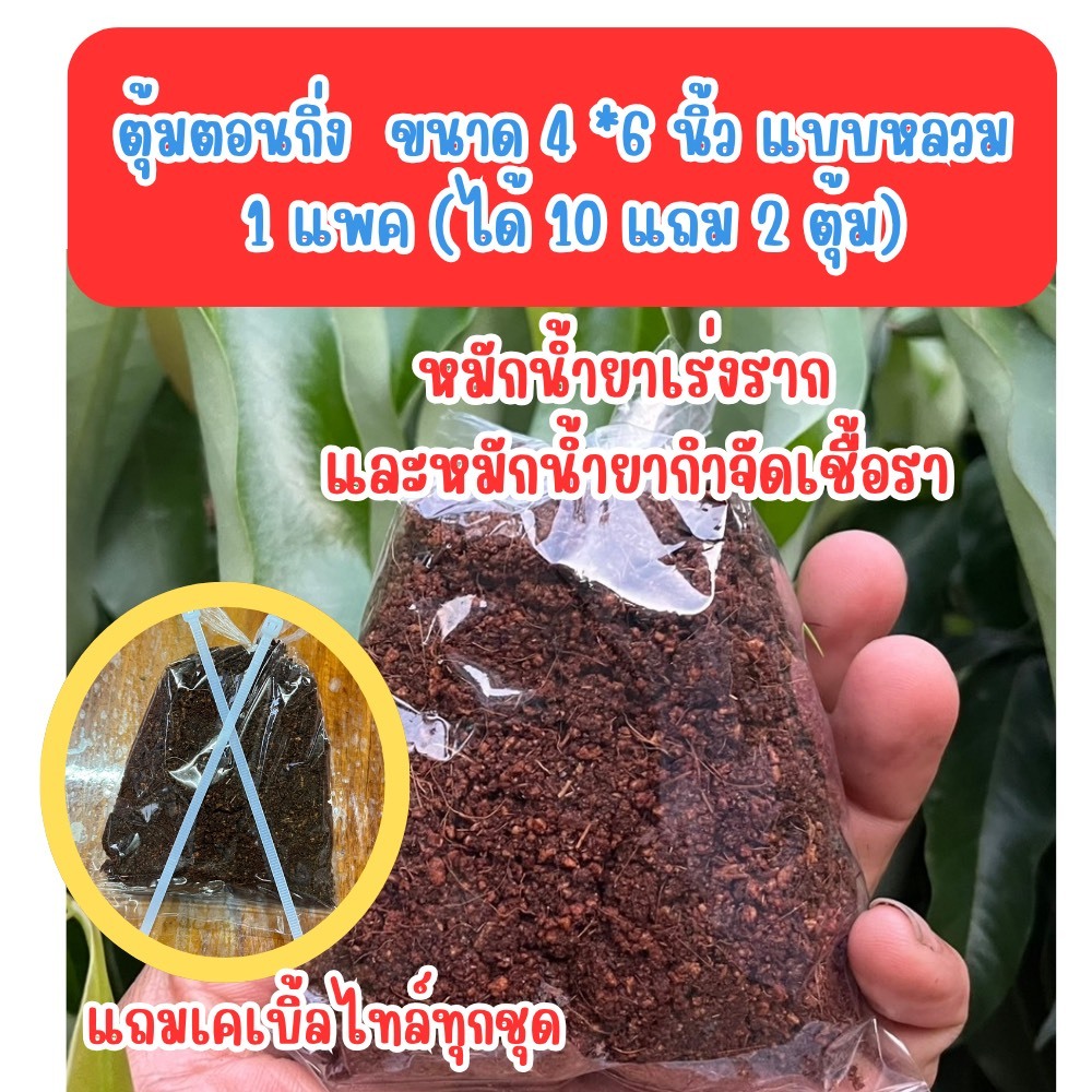 ตุ้มตอนกิ่ง 4 นิ้ว หลวม ยกแพค(1 แพค ได้ 10ตุ้มแถม 2 ตุ้ม) หมักน้ำยากำจัดเชื้อราและน้ำยาเร่งราก มีเคเบิ้ลไทร์แถม