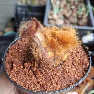 [พร้อมส่ง] ว่านลูกไก่ทอง ไม้มงคลเรียกทรัพย์ เสริมบารมี โชคลาภ ขนทองนุ่มฟู คละต้นสวย พร้อมกระถาง