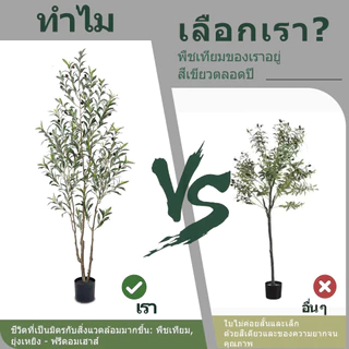 🌿จัดส่ง 24🌿 ชมความจำลอง 99% ต้นโอลีฟ ต้นมะกอกปลอม สไตล์นอร์ดิกอิน ลำต้นสีน้ำตาลเหมือนของจริง