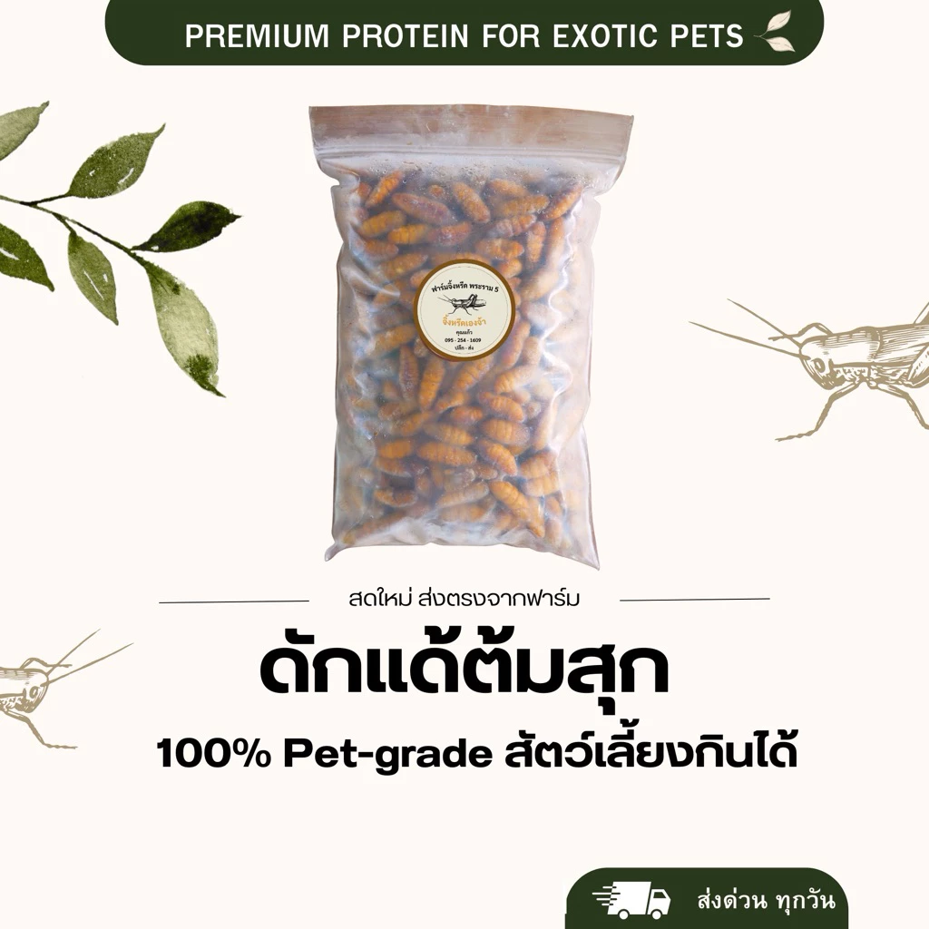 ดักแด้แช่แข็ง อาหารชูก้า ไม่ปรุงรส สัตว์เลี้ยงทานได้