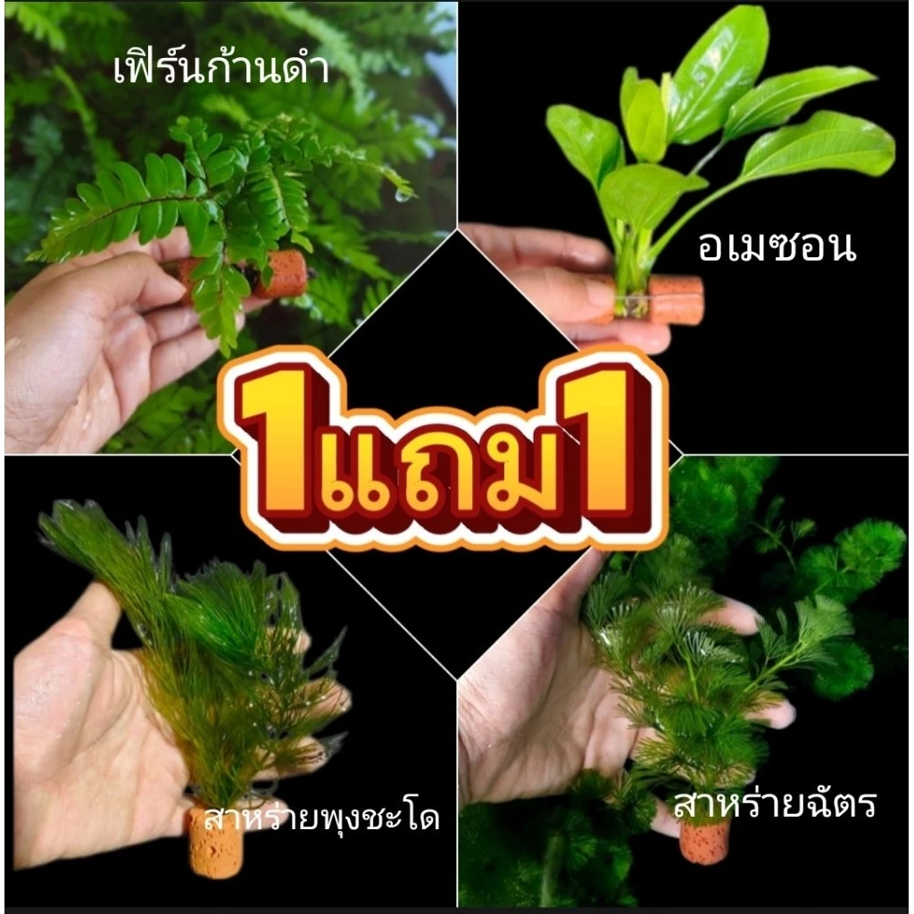 ไม้น้ำพันหินกรอง เฟิร์นก้านดำ สาหร่ายฉัตร/พุงชะโด สำหรับตกแต่งตู้ปลา🐠🐠