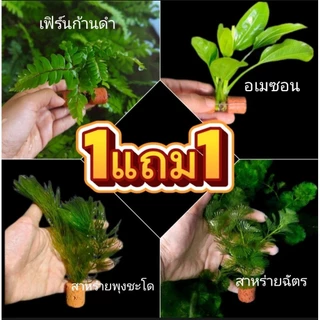 ไม้น้ำพันหินกรอง เฟิร์นก้านดำ สาหร่ายฉัตร/พุงชะโด สำหรับตกแต่งตู้ปลา🐠🐠