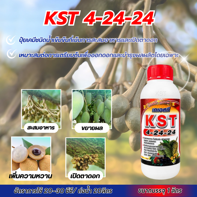 ปุ๋ยน้ำเคมี KST สูตร 4-24-24 คือปุ๋ยเคมีชนิดน้ำเข้มข้นที่เน้นการสะสมอาหารและเปิดตาดอก