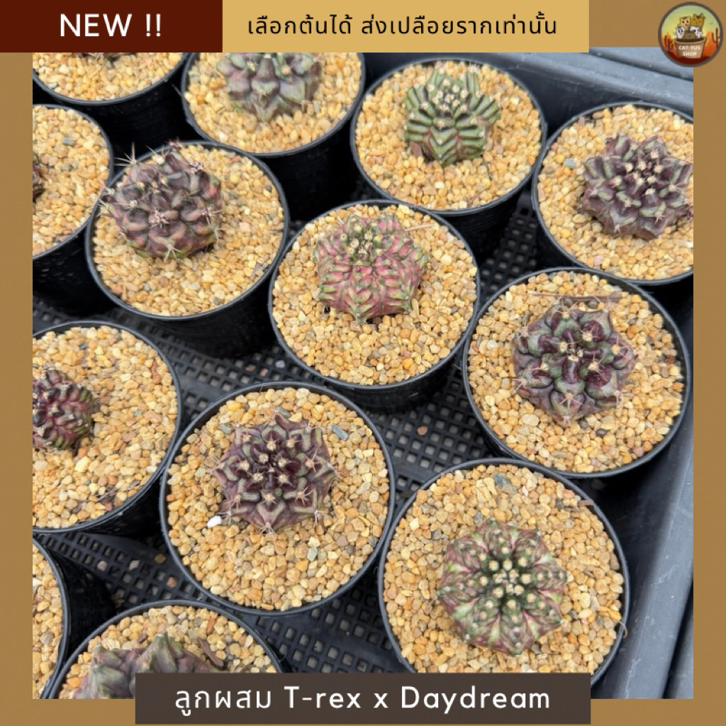 [ NEW !! ] ยิมโนลูกผสม T-rex x Daydream Gen1 ไม้เพาะเมล็ดไซส์แม่พันธุ์ คุณภาพทุกต้นในกระถาง 3“ จัดส่งเปลือยรากเท่านั้น