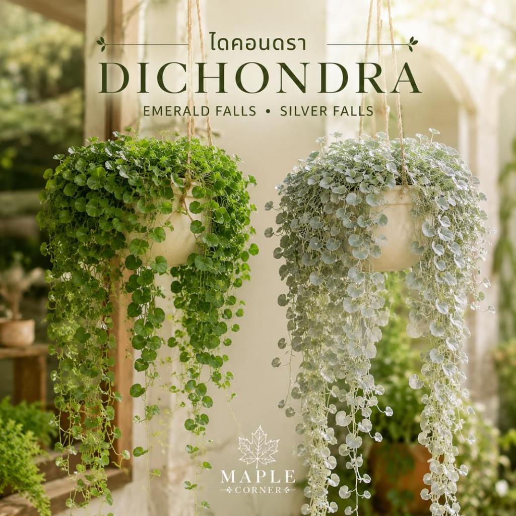 ไดคอนดร้า (Dichondra) ซิลเวอร์ฟอล สีเงิน เอเมอรอล สีเขียว เมล็ดพันธุ์ ไม้กระถางแขวน ทนแดด ร่มรำไร