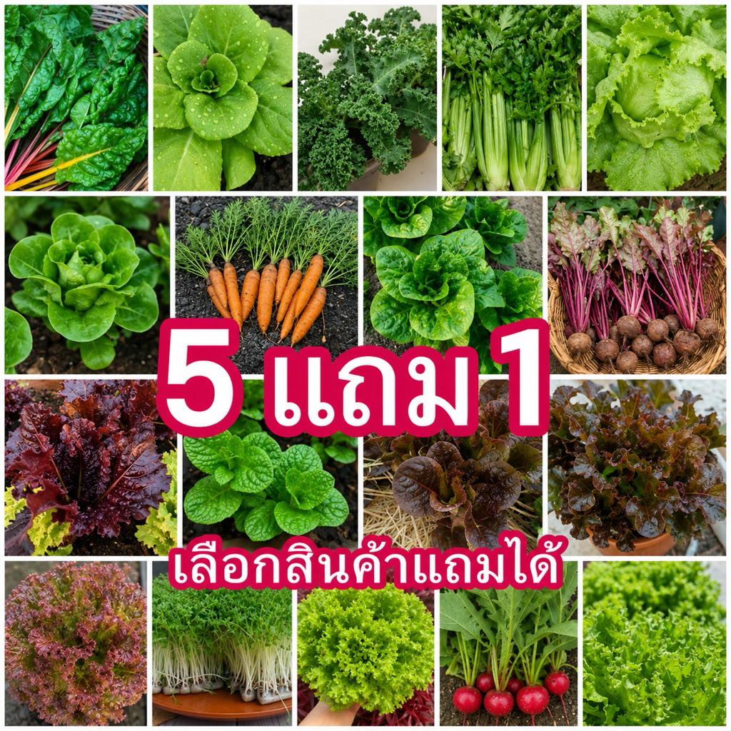 5 แถม 1📍🌱เมล็ดผักสลัด 100 เมล็ด  💚อัตราการงอกสูง มีคู่มือการปลูกทุกซอง