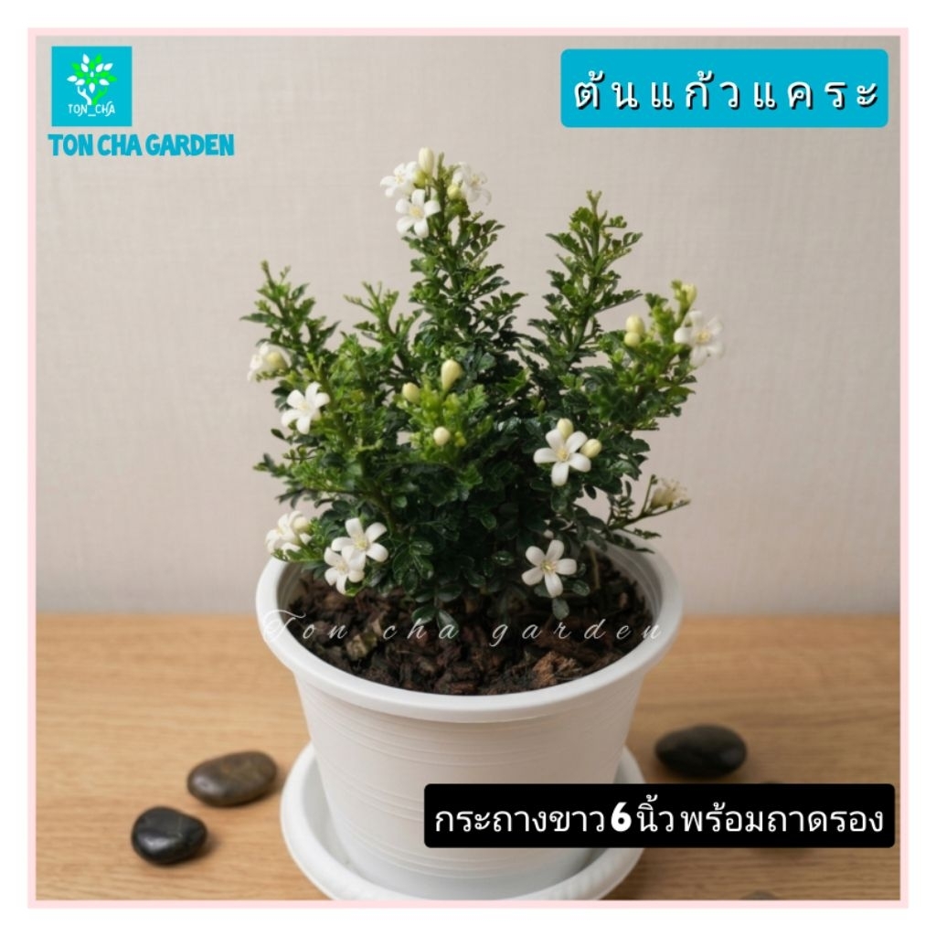 ต้นแก้วแคระ แก้วแคระอินโด หรือ แก้วนำโชค ชื่อภาษาอังกฤษว่า Dwarf Orange Jasmine