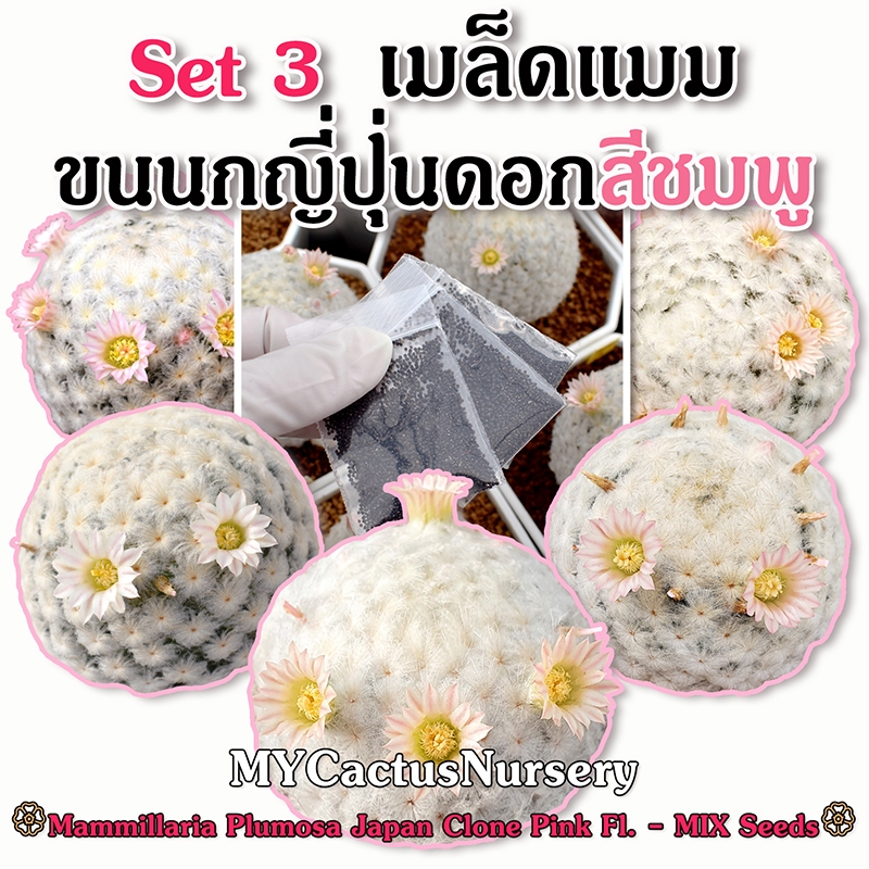 Set3 เมล็ดขนนกญี่ปุ่นดอกชมพู Mammillaria Plumosa Japan Clone Pink Fl. Seeds เมล็ดแมมขนนกญี่ปุ่น เมล็ดแมมขนนก