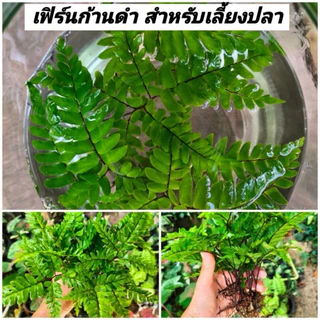 ซื้อ1ฟรี1 เฟิร์นก้านดำคัดพิเศษสำหรับตกแต่งตู้ปลา ชุดละ12ก้าน ซื้อ1ชุดแถมฟรี1ชุด ชุดละ3ก้านไม่มีแถมนะคะ
