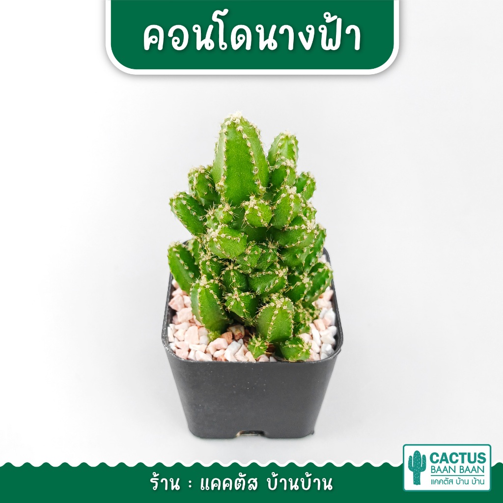 คอนโดนางฟ้า ปราสาทนางฟ้า (Acanthocereus tetragonus 'Fairy Castle') กระถาง 2 นิ้ว [จัดส่งแบบทั้งกระถา