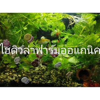 สาหร่ายหางกระรอกพุงชะโด&ฉัตร ฟาร์มออแกนิค 500กรัม คัดพิเศษต้นยาวๆ