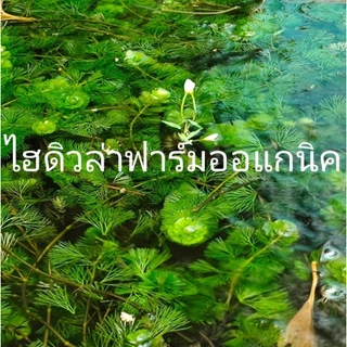 สาหร่ายหางกระรอกพุงชะโด ฉัตร 300กรัม สินค้ารับประกัน เสียหายเราส่งให้ใหม่