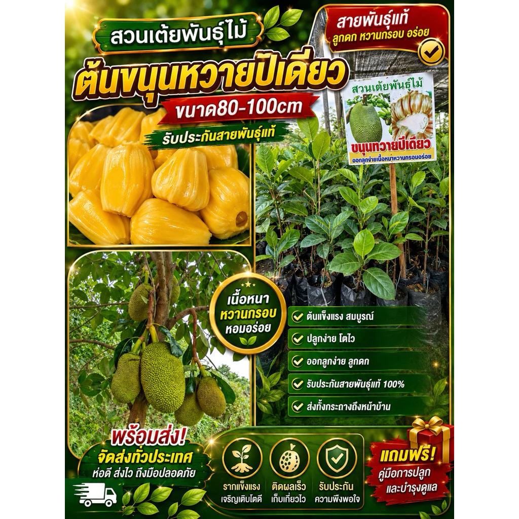 ต้นขนุนทวายปีเดียวปลูก1ปีได้ลูก❗️มีให้เลือก3ขนาด❗️กิ่งทาบขนาด80-100cn รับประกันสายพันธุ์แท้