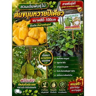 ต้นขนุนทวายปีเดียวปลูก1ปีได้ลูก❗️มีให้เลือก3ขนาด❗️กิ่งทาบขนาด80-100cn รับประกันสายพันธุ์แท้