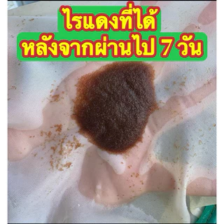อาหารเลี้ยงไรแดงน้ำใส สูตรt10 ผลผลิตสูง ทำง่าย มีคู่มือไปให้ TT ตต ยอดขายกระจุย