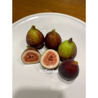 ฟิดสด มะเดื่อฝรั่ง fresh fig กล่อง 250 กรัม