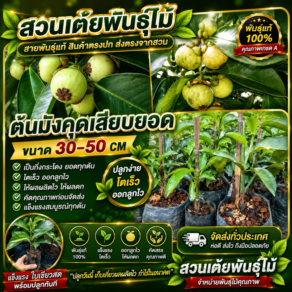 ต้นมังคุดเสียบยอด ขนาด30-50cm เป็นกิ่งกระโดงยอดทุกต้นโตเร็ว ออกลูกไว