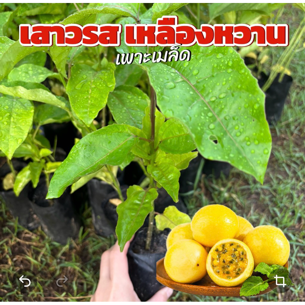 เสาวรสเหลืองหวาน 3 ต้น ปลูกง่ายโตไว นิยมปลูก