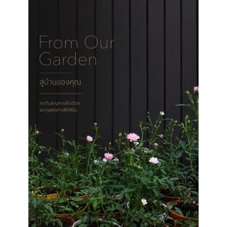 กุหลาบแคระญี่ปุ่น โฮโฮอิเมะ กุหลาบแฟรี่ กระถาง 3"นิ้ว mini fairy rose / hohoemi rose