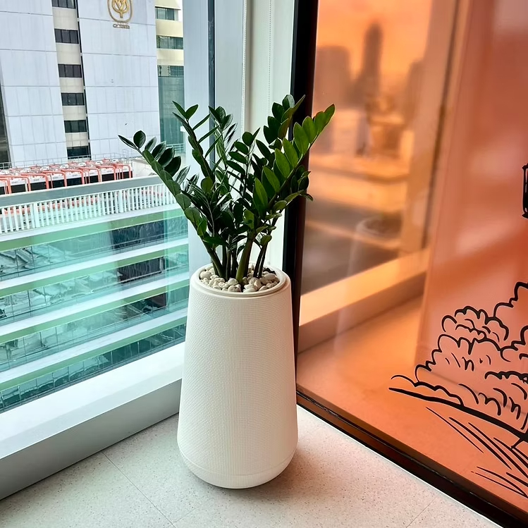 [ สินค้าพร้อมจัดส่ง ] ZZ Plant in polymer planter ต้นไม้พร้อมกระถาง