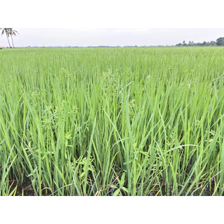 ชุดเก็บหญ้า🌿นาเกลี้ยงx3พลัง สำหรับข้าว25วันขึ้นไป 1ชุด/5ไร่