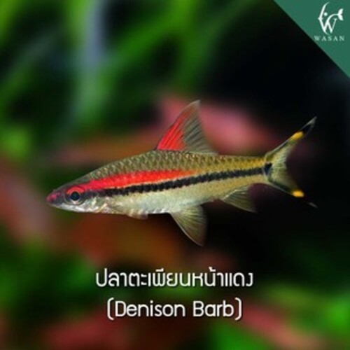 ปลาตะเพียนหน้าแดง Denison Barb (ไซส์ 1.7 นิ้ว)