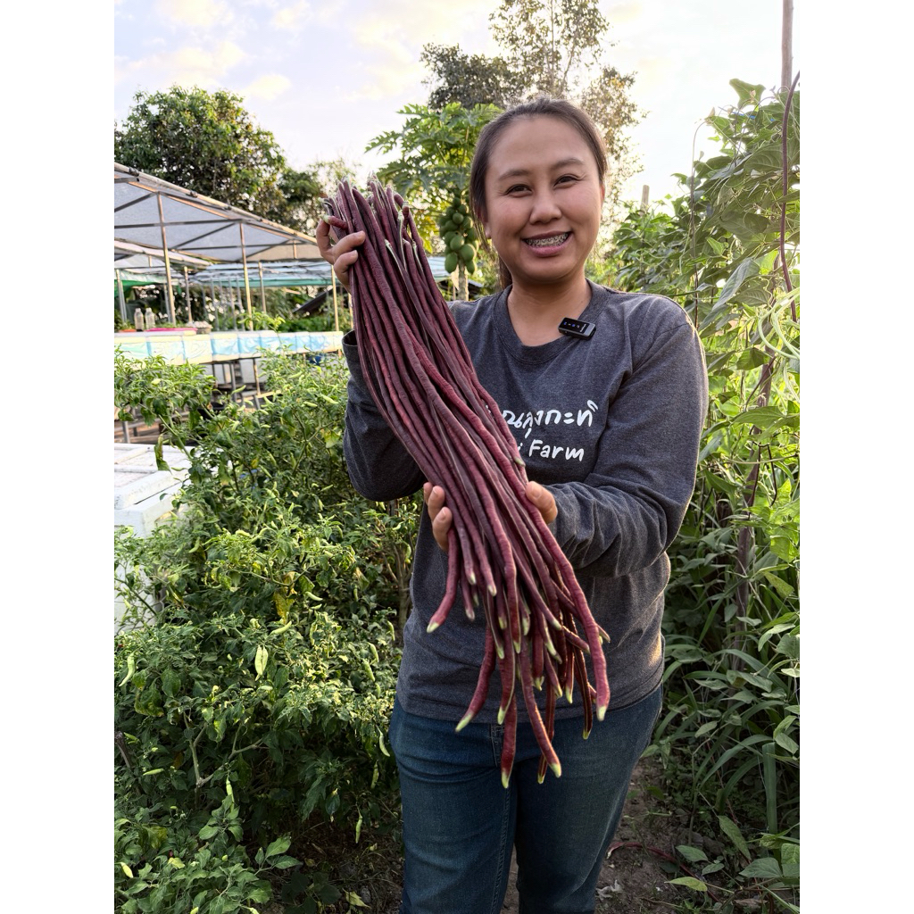 เมล็ดถั่วผักยาว สีม่วง กรอบ หวาน 25 เมล็ด เมล็ดคัดคุณภาพ เมล็ดใหม่ ปลูกง่าย โตเร็ว