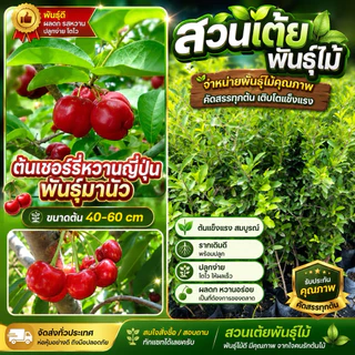 ต้นเชอรี่หวานญี่ปุ่นพันธุ์มานัวร์🔥ชื้อ5ต้นเเถม1🔥ต้นพร้อมปลูกรากเต็มถุงกิ่งปักชำขนาดต้น40-60cmรับประกันพันธุ์เเท้🌱