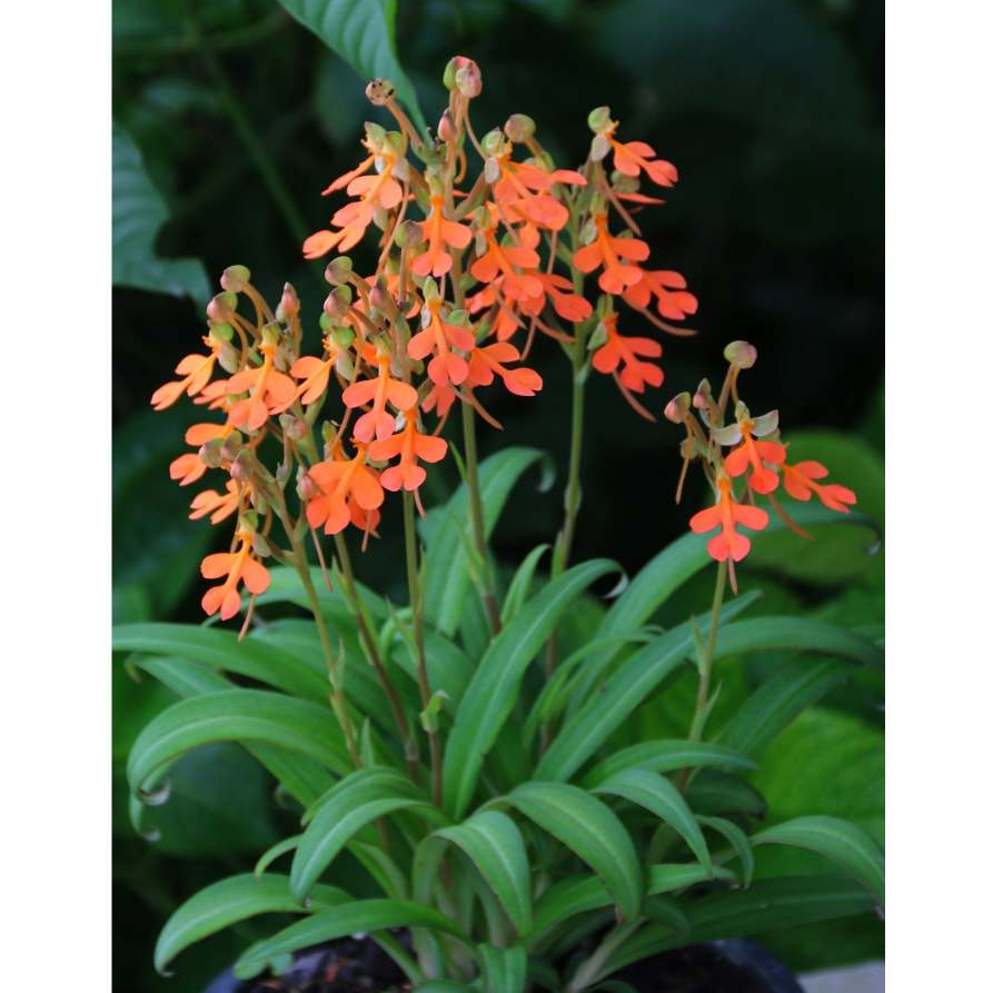 กล้วยไม้ เอื้องดิน เอื้องลิ้นมังกรดอกส้ม ใต้ Habenaria rhodocheila (orange) 2 ต้น