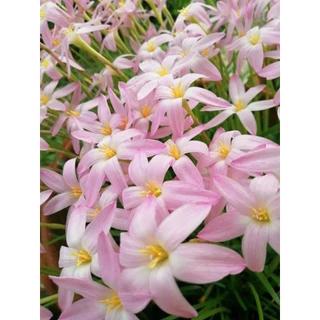 บัวดินเฟริสเลิฟ สีขาวอมชมพู จำนวน 50​ หัว