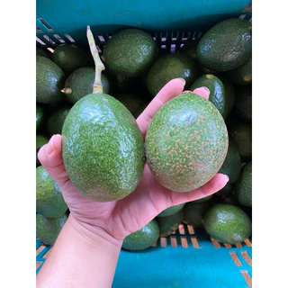 อะโวคาโดบัคคาเนียไข่ (บัคไข่) 1 กิโลกรัม 6-8 ลูก หนึบ มัน รสชาติหวานเล็กน้อย