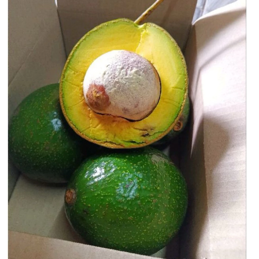 ขายเป็นลูก อโวคาโดพันธุ์บูท 7 ไทย ขายเป็นลูก