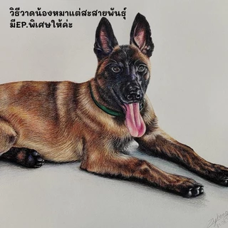 คอร์สออนไลน์วาดสัตว์เลี้ยงเหมือนจริงเทคนิคสีไม้