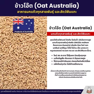 ข้าวโอ๊ต Oat Australia เกรดA ข้าวโอ็ตอาหารนกแก้ว และสัตว์ฟันแทะ สะอาด ร่อนฝุ่น (แบ่งขาย 500G / 1KG)