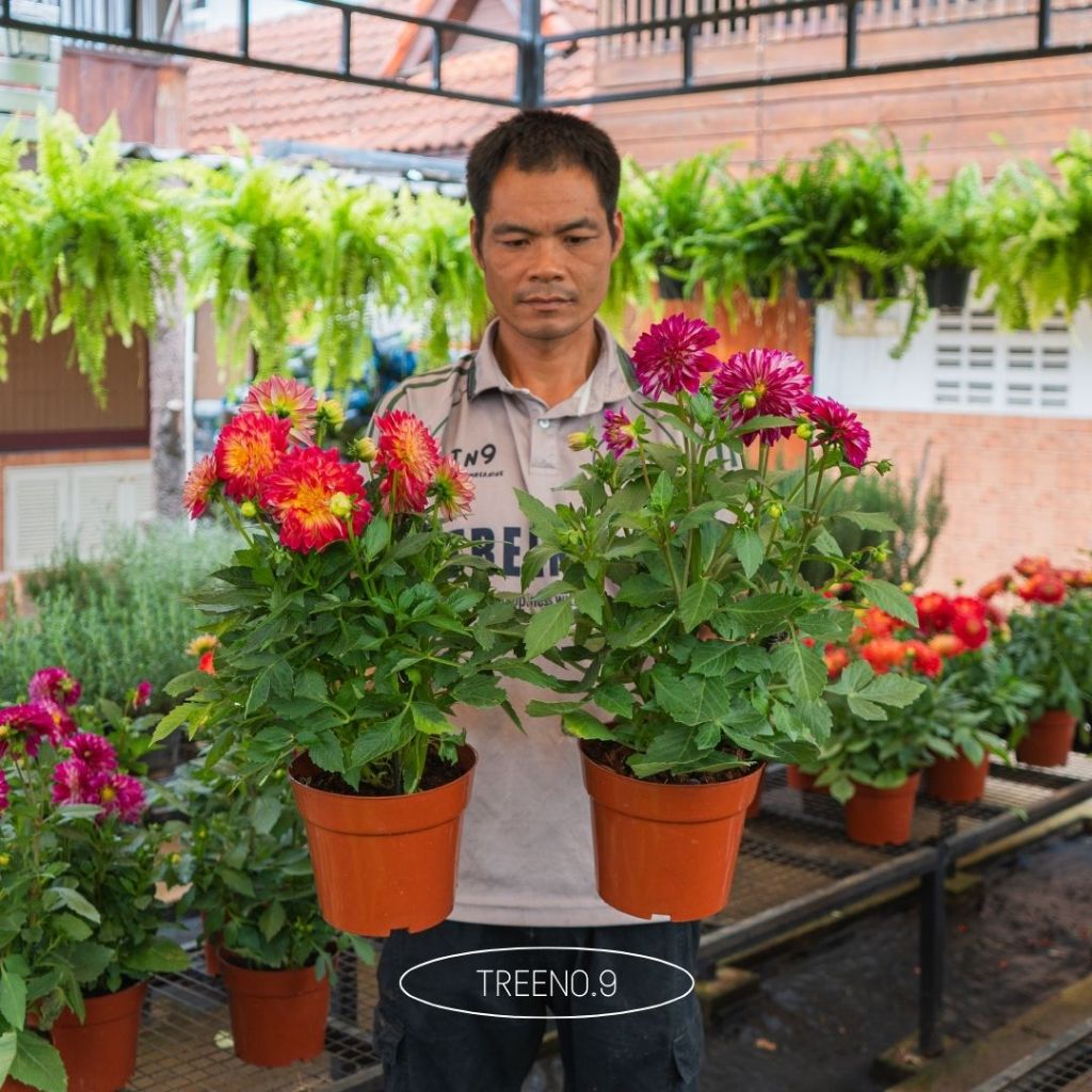 Treeno.9 ดอกรักเร่ Dahlia กระถาง 8 นิ้ว สูง 25-30 ซม. ไม้ดอกความหมายดี ดอกใหญ่  ไม้ประดับ ดอกไม้สวยงาม