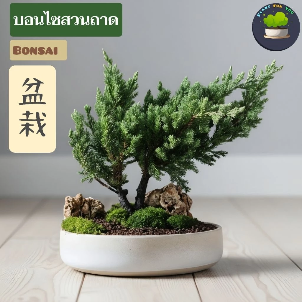 🌳ต้นบอนไซสวนถาด "ตรงปกตามรูป" มีหลายชนิดเลือกฟอร์มต้นได้ในตัวเลือก พร้อมกระถางเซรามิก5-9"นิ้ว