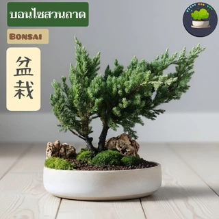 🌳ต้นบอนไซสวนถาด "ตรงปกตามรูป" มีหลายชนิดเลือกฟอร์มต้นได้ในตัวเลือก พร้อมกระถางเซรามิก5-9"นิ้ว