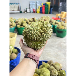 ทุเรียนเบอร์ดอกเล็กจิ๋วขนาด 5-8 ลูก เซ็ตน้ำหนัก 5 กิโลกรัม