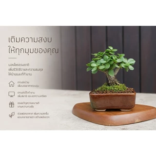 เบี้ยเศรษฐี💰ปะการังเขียว (Elephant bush / Portulacaria Afra.)🐘🌿บอนไซจิ๋ว กระถาง 3”