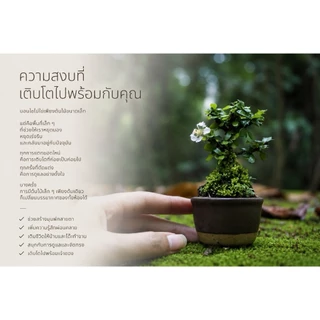 ชาปัตตาเวีย (Singapore holly./Malpighia coccigera.)🌸 บอนไซจิ๋ว กระถาง 3"