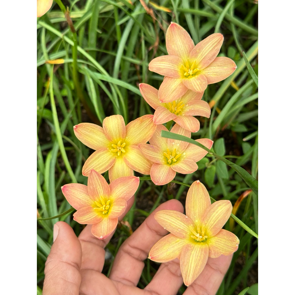 บัวดินสีเหลืองส้ม Z.Bright Spark 7หัว50บาท